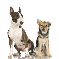 dogs in front of white background