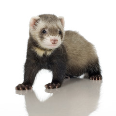 Ferret kit in front of a white background