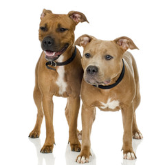 couple of juvenile American Staffordshire terrier