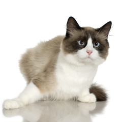 cat in front of a white background