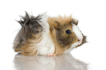Peruvian guinea pig against a white background