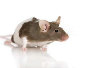 Two-coloured panda rat in front of a white background