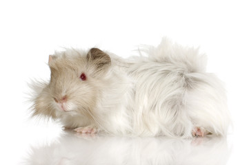 Lilac peruvian guinea pig against a white background