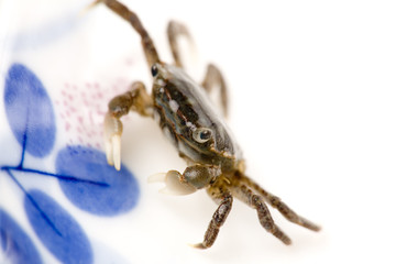 a Crab close up shot