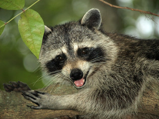 Raccoon 9