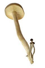 Obraz premium Detail of Delicate Shimeji Mushroom