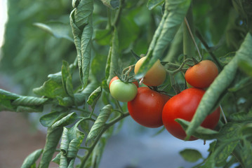 fresh tomato in greenhouse