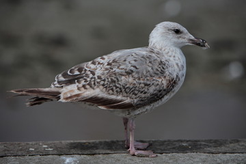 jeune goéland gis
