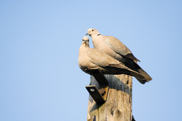 Fototapeta na wymiar A Pair of Collared Doves Together