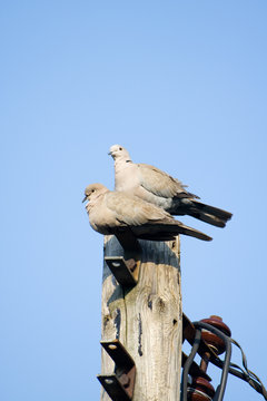 Pair of Collared Doves