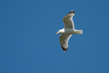 Seagull in Flight