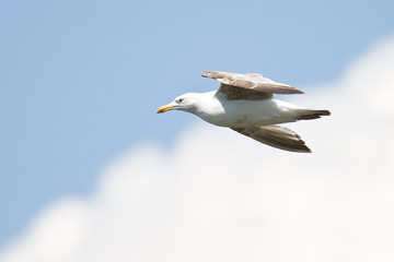Flying Seagull
