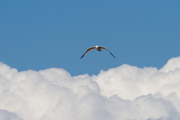 Seagull Above the Clouds