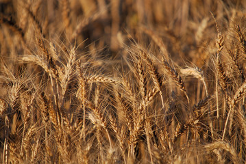 wheat and blue sky