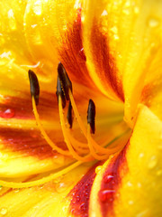 nasse Lilie © Kica Henk