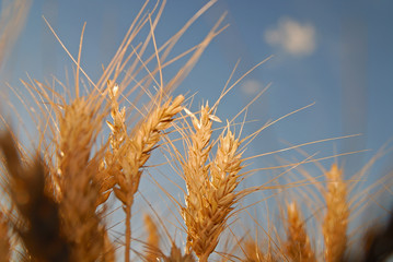 wheat and blue sky