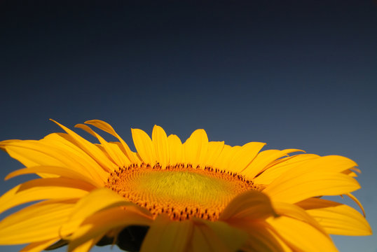 sonflower
