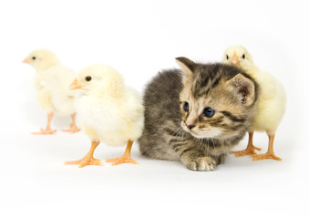 kitten and baby chick