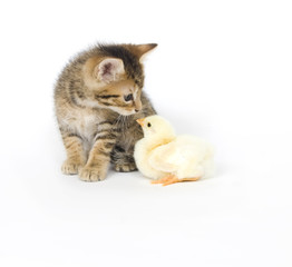 kitten and baby chick