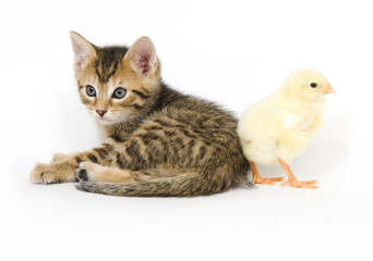 kitten and baby chick