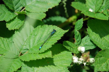 dragonfly on leaf