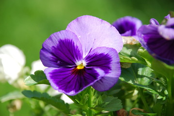 Purple pansy flower