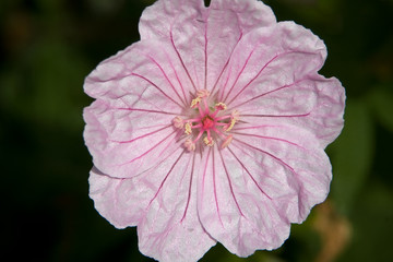 Cranesbill