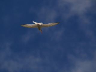 summer bird