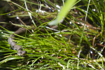 Ringelnatter (natrix natrix).in Ufervegetation