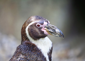 Humboldt Penguin