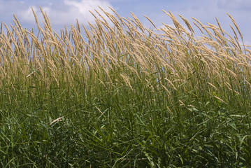 Fototapeta premium Tall summer grass background