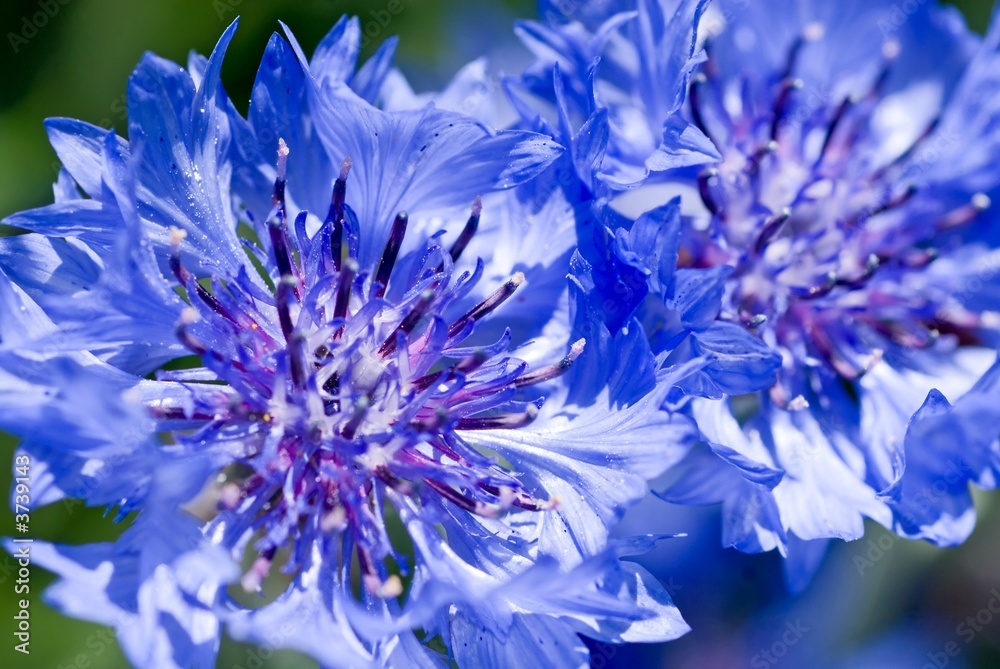 Wall mural Blue Cornflowers