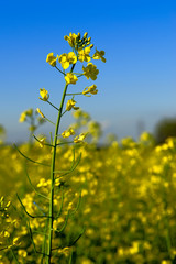 Obraz premium Canola Flower Agriculture