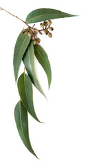 Gum leaves and gumnuts form a border on white background.
