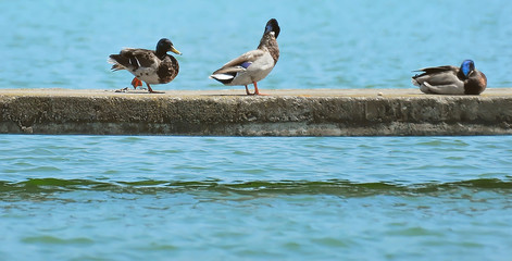 canards sauvages sur un ponton