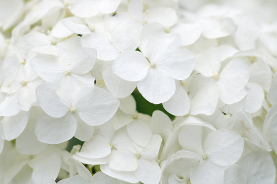 White hydrangea blossoms as background © Linleo