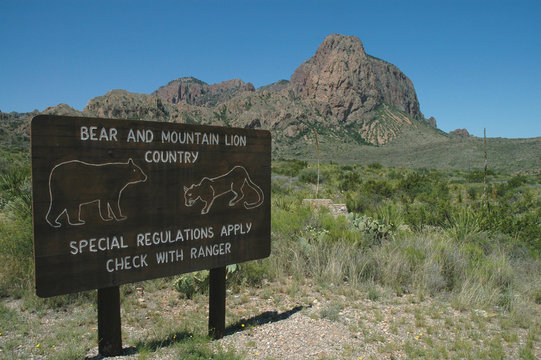 A Bear And Mountain Lion Warning Sign In Big Bend National Park.