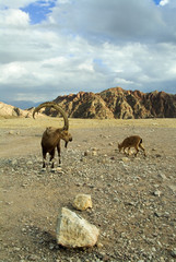 Herd of wild goats on a deserted mountain plateau 