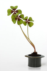 four leaf clover in a top hat © ifiStudio