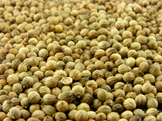 Spices. A background from a coriander. A close up.