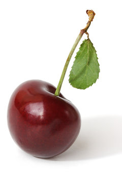 Single black charry on white