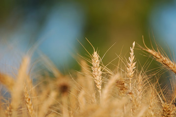 wheat and blue sky