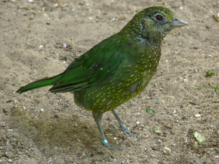 catbird