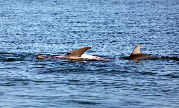 Delfin beim Rückenschwimmen Australien_07_1487