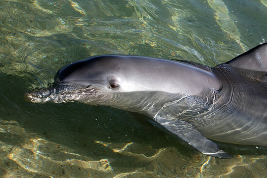 Delfinportrait Australienn_07_1491