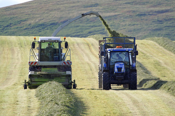 Fototapeta premium Collecting the Silage for feeding the animals in winter