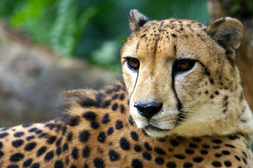 King Cheetah