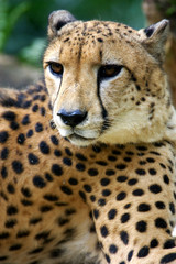 King Cheetah