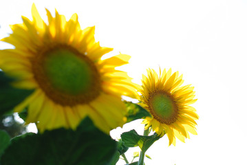 Fototapeta premium sonflower