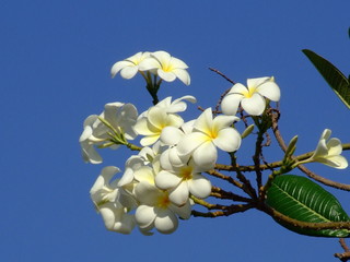 Fleur de frangipannier